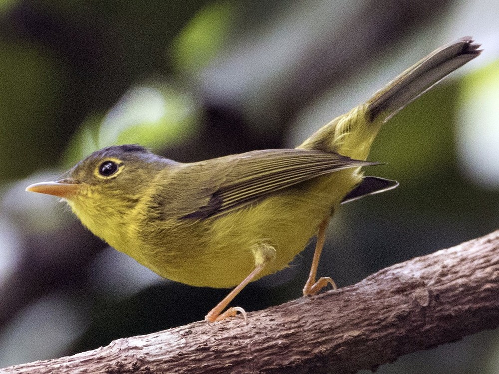 Chích đớp ruồi mày xám (Phylloscopus tephrocephalus) dài 11-12 cm, là loài định cư, tương đối phổ biến tại Tây Bắc, trú đông hiếm đến tương đối phổ biến tại Đông Bắc, Bắc Trung Bộ và Nam Bộ. Loài  chim chích này sống ở rừng lá rộng thường xanh, rừng thứ sinh, tre nứa, độ cao 1.400-2.500 mét. Ảnh: eBird.